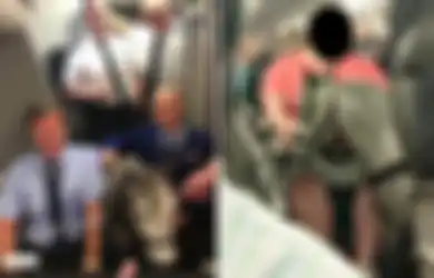 Penumpang Terkejut Bukan Main, Seekor Kuda Poni Muncul di Kabin Pesawat, Ternyata Bukan Hewan Sembarangan