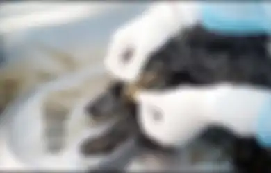 Membeku Selama 14.300 Tahun, Ilmuwan Temukan Jasad Makhluk Purba, Seperti Inilah Wujudnya