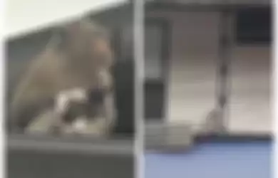 Viral video monyet gendong kucing