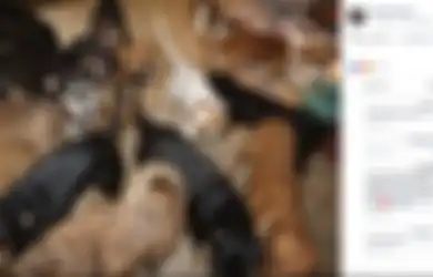 Baik Hati, Wanita Ini Bawa 97 Anjing ke Rumahnya Selama Badai Terjadi