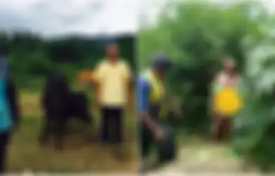 Pria Tua 'Tanpa Busana' Giring Seekor Sapi Ke Semak-semak, Ternyata Ini yang Dilakukannya, Pemilik Sapi Sampai Menagis Minta Bantuan