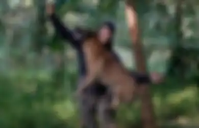 Kasus ART Tewas Digigit Anjing Majikan: Benarkah Pemilik Anjing Harus Bertanggung Jawab Jika Anjingnya Gigit Orang Lain?