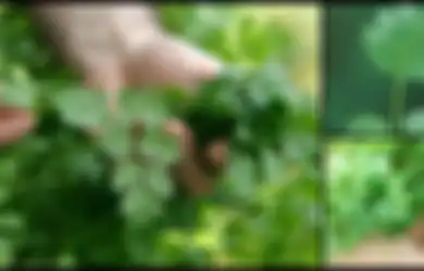 Manfaat Daun dan Biji Ketumbar: Kelola Diabetes, Perangi Kanker, dan Jaga Kesehatan Jantung, Simak Cara Bikin Air Ketumbar!