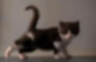 Sudah 7 Tujuh Bulan Mati, Pria Ini Habiskan Hampir Rp700 Juta dan Berhasil 'Hidupkan Kembali' Kucing Kesayangannya