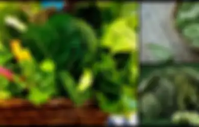 Yuk 'Hijaukan' Darahmu Agar Sehat Selalu, Berikut 5 Kriteria Sayuran yang Harus Anda Konsumsi, Apa Saja?