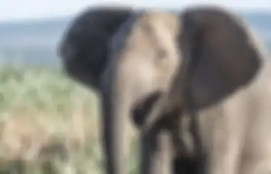 1.500 Gajah di Sabah Terancam Pemburu Liar, Gajah-gajah Sekarang Terlahir Tanpa Gading, Bukti Evolusi untuk Bertahan Hidup Sedang Bekerja?