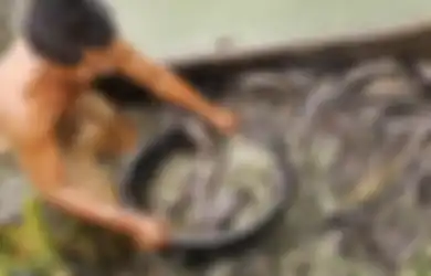 Spesies Baru Ikan Lele Ditemukan di Sungai Mahakam, Peneliti: 'Ikan Ini Bukanlah Ikan Purba'