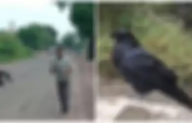 Seorang pria di India diganggu terus-terusan oleh burung gagak karena sebuah kesalahpahaman