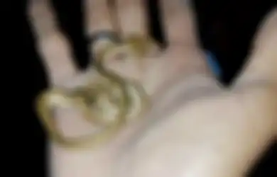 Viral Ular Berkepala Dua di Bali, Peneliti: 'Ini Sama Seperti Manusia Kembar Siam'