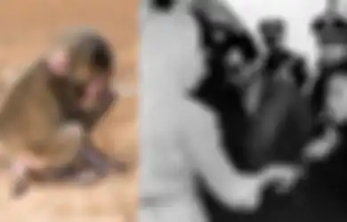 BERITA POPULER: Hibrida Manusia-Monyet Pertama di Dunia yang Dibuat China hingga 91 Mayat Ditemukan Saat Polisi Bongkar Rumah Prostitusi