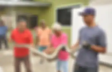 Ular Besar Seberat 31 Kg Ini Dikira Boneka Mainan, Pemilik Rumah: Itu Mungkin Dewa Siwa