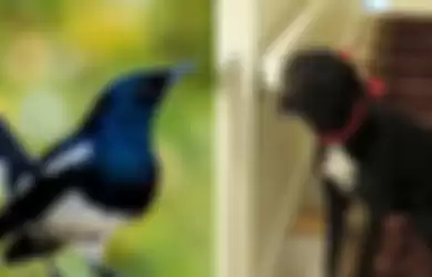 Temukan Burung Terjebak di dalam Rumah, Anjing Ini Justru Lakukan Hal Tak Terduga