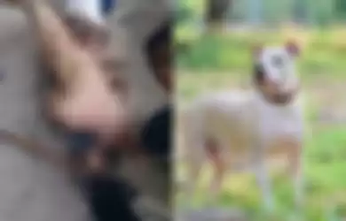 Sudah Sangat Meresahkan, Pelaku Kekerasan Seksual Tertangkap, Diganjar Hukuman 'Kebiri' dengan Anjing Pitbull