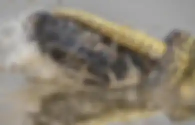 8 Menit Bertarung Sengit, Anakonda Ini Melilit Buaya Sepanjang Hampir 2 Meter, Siapa yang Menang?