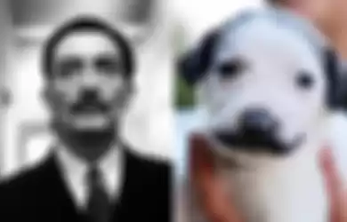 Dinamai Salvador Dolly, Anjing Ini Lahir dengan 'Kumis' yang Unik, Mirip Kumis Ikonis Pelukis Spanyol