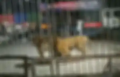 Pementasan Sirkus Berubah Mencekam Ketika Harimau Kabur dari Kandang, Saat Ditemukan Beginilah Kondisi Harimau Itu