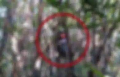 Viral, Motor Beat Nyangkut di Pohon Bambu, Ternyata Motor Tidak Terbang Namun Beginilah Kejadian Sebenarnya