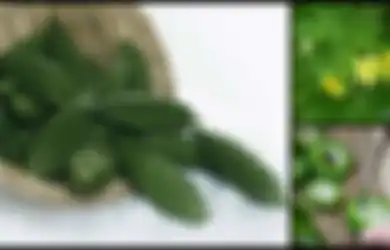 Campur Jus Pare dengan Air Garam, Minum Setiap Hari, Rasakan Manfaatnya Sebagai Pembersih Darah!