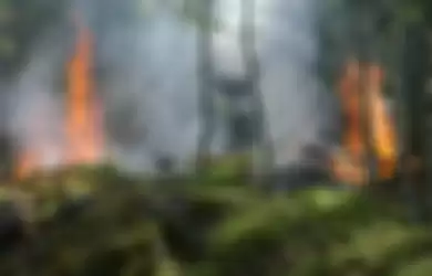 Ilustrasi kebakaran hutan