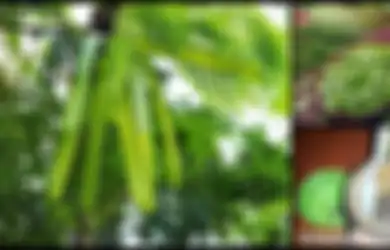 Basmi Cacingan hingga Redakan Nyeri, Ini 4 Manfaat Kesehatan Luar Biasa dari Mlanding, Yuk Konsumsi Sekarang!