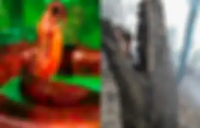 Lebih Besar dari Piton Raja yang Jadi Korban Kebakaran Hutan di Kalimantan, Inilah Titanoboa, Monster Ular Pemakan Buaya