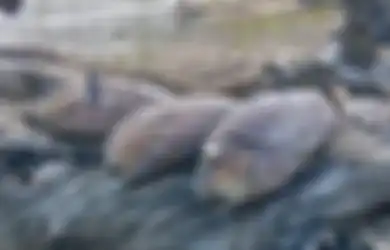 Bukan Karena Sisa Bom Perang Dunia II Meledak, Tapi Gubernur Maluku Sebut Ribuan Ikan Mati Misterius Karena Hal Ini