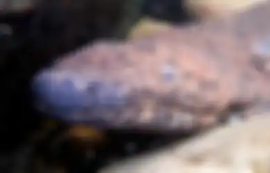 Panjangnya Hampir 2 Meter, Salamander Raksasa China yang Juga Amfibi Terbesar di Dunia Ternyata Tak Sendirian, Masih Punya Saudara?