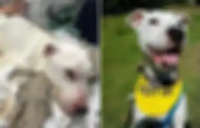 Anjing Terkurus dengan Tulang Terlihat Ditemukan Makan Kaca dan Baterai untuk Bertahan Hidup, 'Dia Berada di Ambang Kematian'
