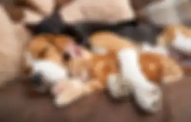 Siapa Bilang Kucing dan Anjing Selalu Berkelahi? Foto-foto Ini Buktikan Mereka Bisa Mesra, Sungguh Menggemaskan