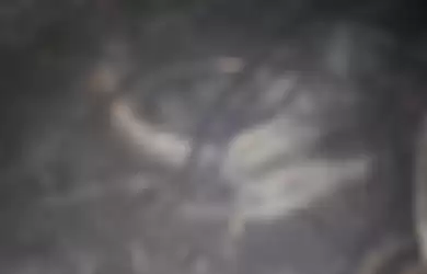 TNI menemukan ular terbakar yang dianggap memiliki kaki di lokasi karhutla di Desa Sekip Hilir, Kecamatan Rengat, Kabupaten Inhu, Riau, Rabu (18/9/2019). Ahli ular LIPI tegaskan, itu bukan kaki.