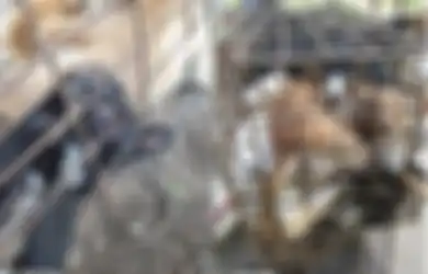 Kisah Anjing-anjing yang Dikurung di Kandang Sempit dan Disiksa untuk Dimasak Hidup-hidup, 200 Anjing Dibantai dalam Sehari di Kamboja