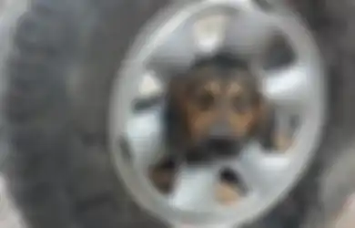 Agresif dan Serang Tim Penyelamat, Seekor Anjing yang Kepalanya Tersangkut di Ban Mobil Ini Tidak Bisa Diadopsi, Kok Bisa?