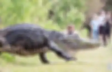 Pernah Lihat Siput Sepanjang 20 cm atau Buaya 360 Kg? Berikut Beberapa Hewan Berukuran Super Raksasa yang Mengagumkan!