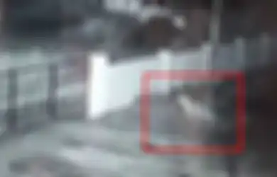 (Video) Menyelinap ke Rumah Warga, Macan Tutul Liar Ini Berhasil Curi Sesuatu dan Membawanya Kabur, Apa yang Dia Curi?