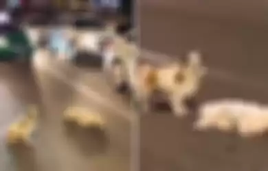 Mengharukan, Anjing Setia Ini Rela Bertahan di Jalanan yang Sibuk Demi Lindungi Temannya yang Tertabrak Mobil