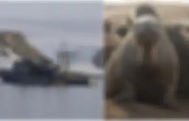 Gara-gara Lakukan Hal Ini, Kapal Angkatan Laut Rusia Ditenggelamkan Walrus di Samudra Arktik