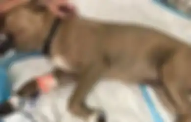 Dikenal Sebagai Anjing Paling Setia, Seekor Pitbull Relakan Nyawanya Demi Selamatkan 2 Anak dari Gigitan Ular Berbisa