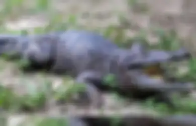 Panjangnya 3 Meter, Ada Spesies Buaya Baru yang Mengintai di Papua Niugini, Simak Lengkapnya!