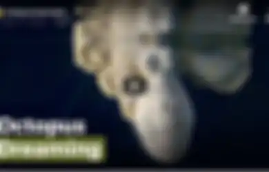 (VIDEO) Gurita Ini Berganti-ganti Warna saat Sedang Tidur, Seolah Menggambarkan Apa yang Sedang Dimimpikannya, Menakjubkan!