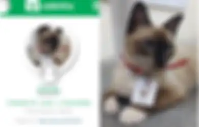 Terlunta-lunta dan Tak Disukai, Kucing Ini Sekarang Dipekerjakan di Sebuah Kantor Pengacara dan Menjadi Idola
