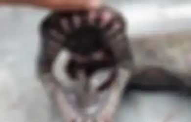 Hiu Zaman Purba Berkeliaran, Kepalanya Seperti Ular dengan 300 Gigi di Mulutnya untuk Menjaring Mangsa