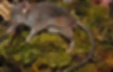 Hanya 3 Ekor di Dunia, Inilah Tikus Ompong, Hewan Endemik Sulawesi, Apa Makanannya?