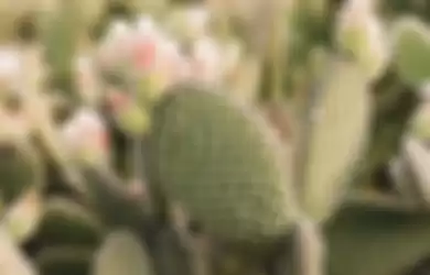 Tanaman kaktus