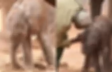 Baru Saja Melahirkan, Gajah Liar Ini Langsung Ajak Anaknya Bertemu Orang yang Pernah Menyelamatkannya