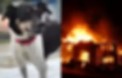 Demi Selamatkan Pemiliknya, Anjing Ini Rela Korbankan Diri Saat Kebakaran Rumah