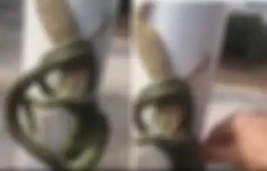 (Video) Ular vs Tokek: Melihat 'Pertempuran' Sengit Ini, Seorang Pria Justru Lakukan Hal Tak Terduga
