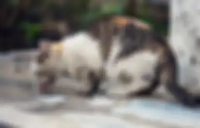 Bau Busuk Tercium dari Sebuah Rumah Sewaan, Dua Pemilik Kucing Ditangkap Setelah Ditemukan Hal Mengerikan Ini