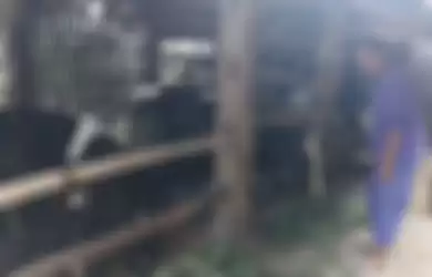 Warga Dukuh Sudimoro, Desa Sangup, Kecamatan Tamansari, Boyolali, Jawa Tengah memberi pakan sapi miliknya, Kamis (3/10/2019). Sapi itu sebagian dijual untuk mencukupi kebutuhan air bersih selama musim kemarau.