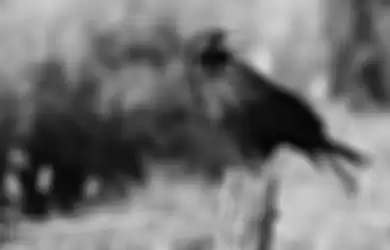 Ilustrasi burung gagak