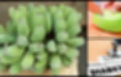 Celup Pisang Mentah Dalam Yogurt, Camilan Sehat Untuk Penderita Diabetes, Yuk, Intip Tips Mengonsumsinya!